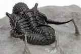 Top Quality, Spiny Cyphaspis Trilobite - Ofaten, Morocco #206476-3